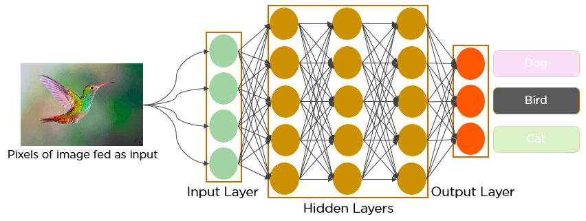 Diagram of a convolutional neural network classifying a bird photo, with pixel inputs flowing through hidden layers to dog, bird, and cat outputs